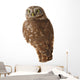 Burrowing Owl Wall Decal
