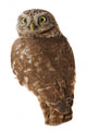Burrowing Owl Wall Decal