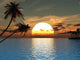 Palms Wall Decal