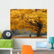 Beautiful Fall Color Tree Wall Mural
