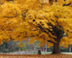 Beautiful Fall Color Tree Wall Mural