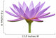 Water Lily Flower Wall Decal