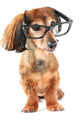 Smart dog Wall Decal