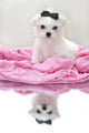 Glamour Maltese Puppy Wall Decal