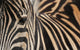 Zebra up