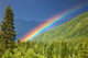 Rainbow over forest Wall Mural
