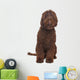 Brown Labradoodle