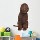 Brown Labradoodle