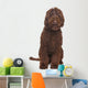 Brown Labradoodle