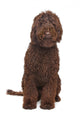 Brown Labradoodle