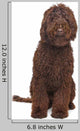 Brown Labradoodle