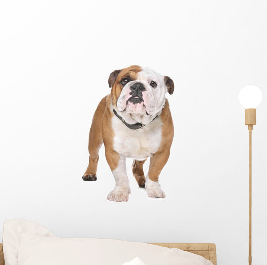 English Bulldog Wall Decal