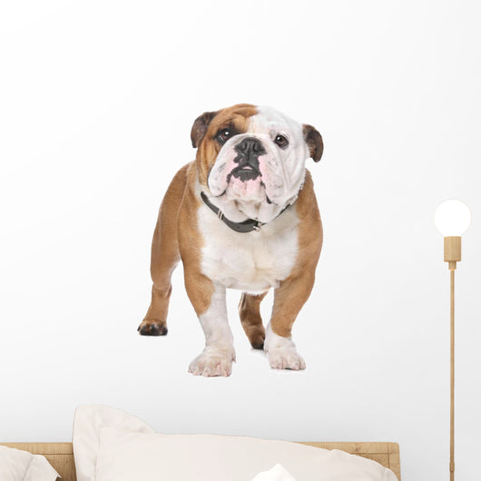 English Bulldog Wall Decal