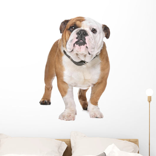 English Bulldog Wall Decal