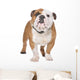 English Bulldog Wall Decal