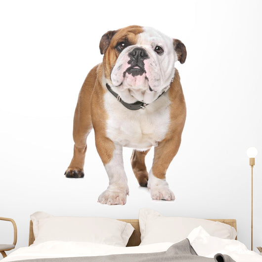 English Bulldog Wall Decal