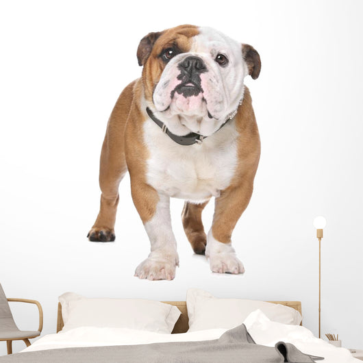 English Bulldog Wall Decal