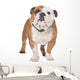 English Bulldog Wall Decal