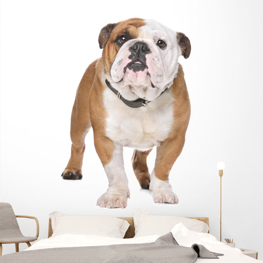 English Bulldog Wall Decal