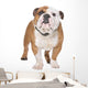 English Bulldog Wall Decal