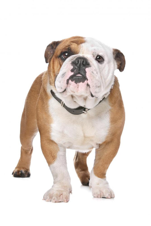 English Bulldog Wall Decal