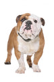 English Bulldog Wall Decal