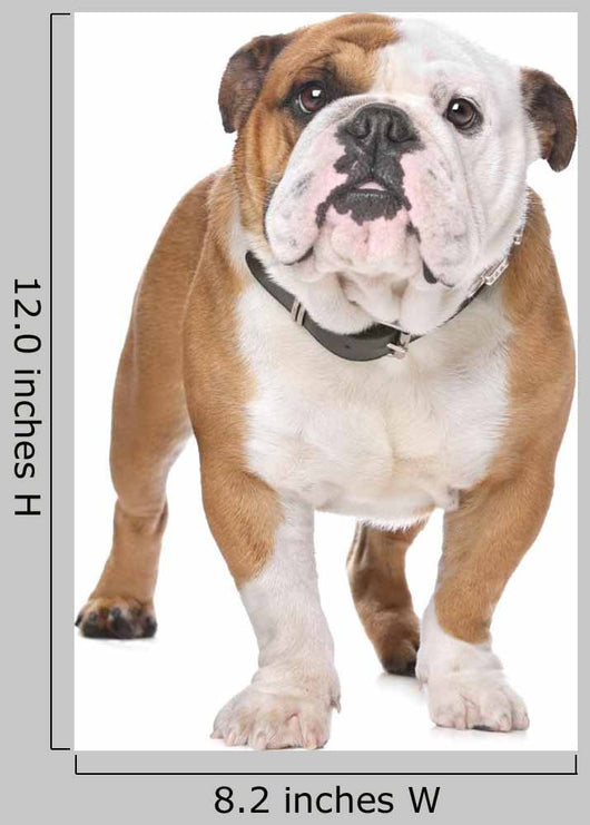 English Bulldog Wall Decal