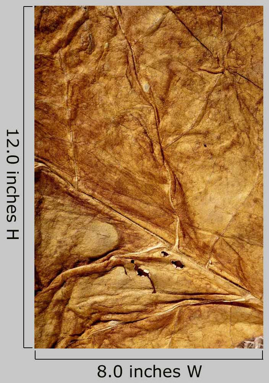 Golden Leaf Texture