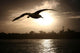 Sea Gull Flying over Wall Decal