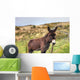 Donkey Meadow Ireland Wall Mural