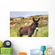 Donkey Meadow Ireland Wall Mural