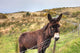 Donkey Meadow Ireland Wall Mural