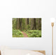 Redwood trees with hiking trail. Wall Mural
