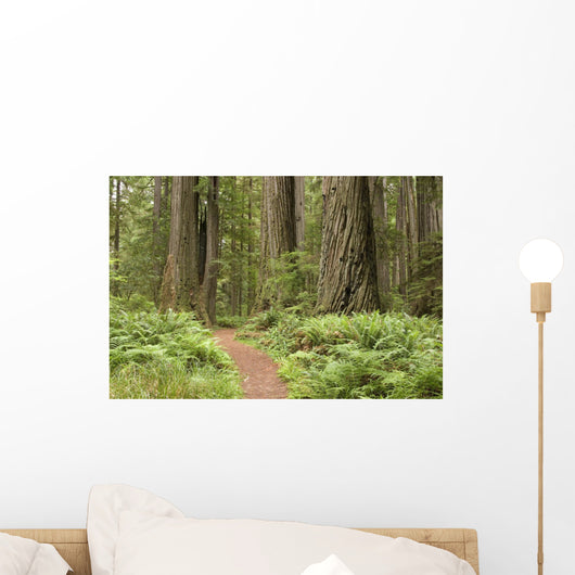 Redwood trees with hiking trail. Wall Mural