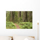 Redwood trees with hiking trail. Wall Mural