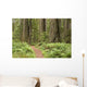 Redwood trees with hiking trail. Wall Mural