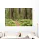Redwood trees with hiking trail. Wall Mural