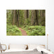 Redwood trees with hiking trail. Wall Mural