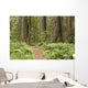 Redwood trees with hiking trail. Wall Mural