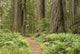 Redwood trees with hiking trail. Wall Mural