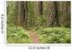 Redwood trees with hiking trail. Wall Mural