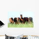 Group Wild Horses Field