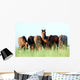 Group Wild Horses Field