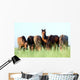 Group Wild Horses Field