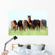 Group Wild Horses Field