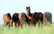 Group Wild Horses Field