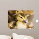 Baby Ducks Wall Mural