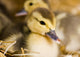 Baby Ducks Wall Mural