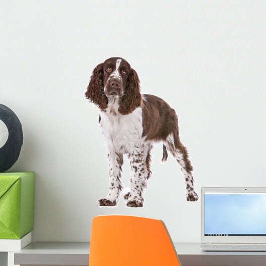 Springer Spaniel Wall Decal