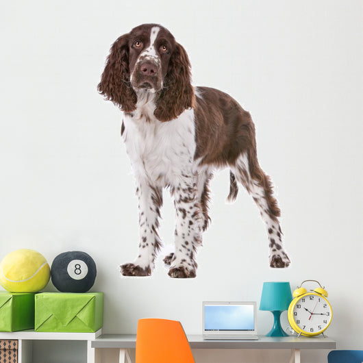 Springer Spaniel Wall Decal